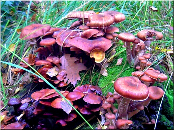 paddestoelen,herfst