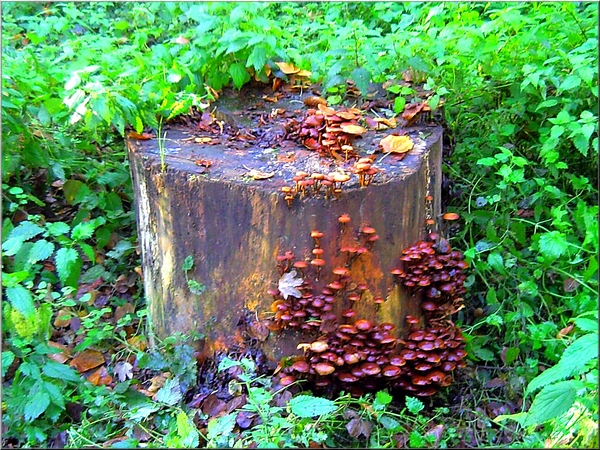 paddestoelen,herfst