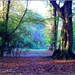 Vroege ochtend in het bos