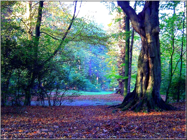 herfst,bomen