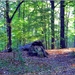 Herfst in het bos