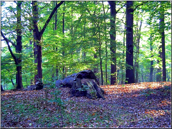 Herfst in het bos