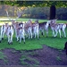 Hertjes in het park en 1 geitje