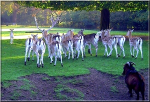 Hertjes in het park en 1 geitje
