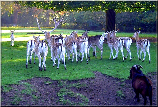 Hertjes in het park en 1 geitje