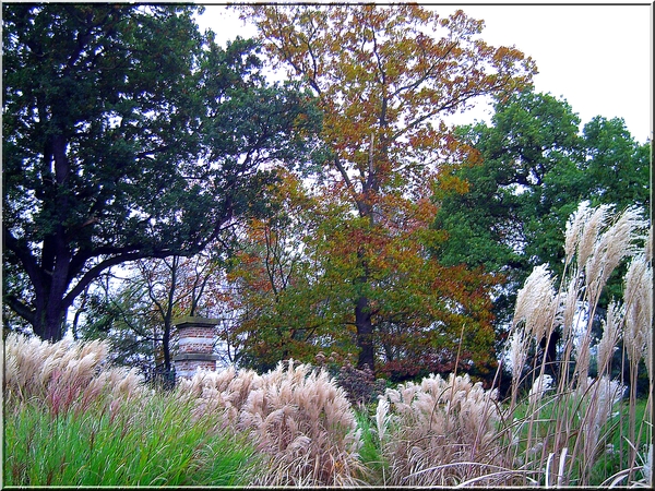 herfst,bomen