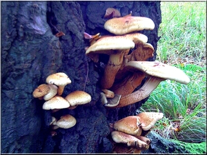 Paddestoelen tegen boom