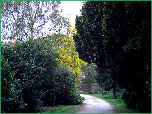 herfst,bomen