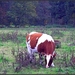 Koe in herfst landschap
