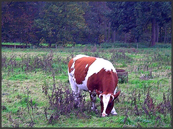 Koe in herfst landschap