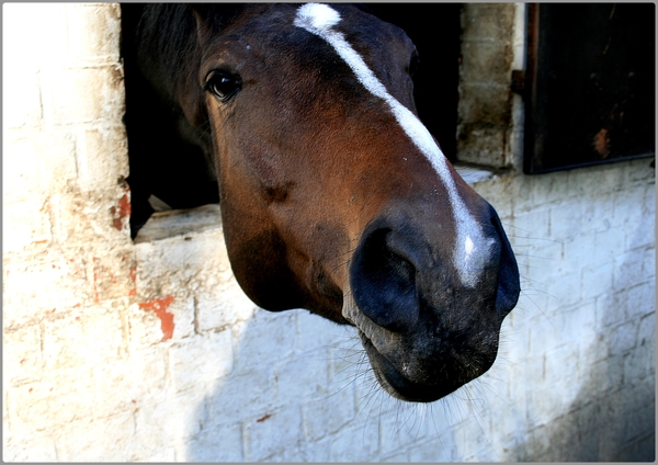 paarden