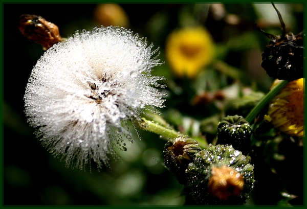 dauwdruppels,bloemen