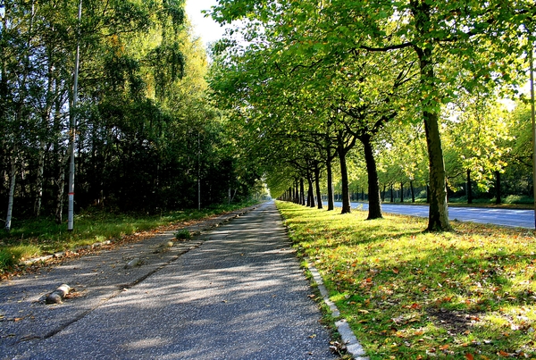 bomen,herfst,oktober