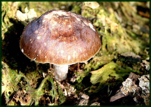 paddestoel,oktober