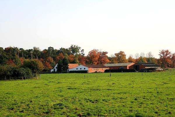 boerderij,herfst,bomen,Meerle