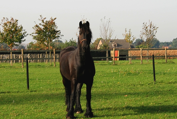 paarden,herfst,Meerle