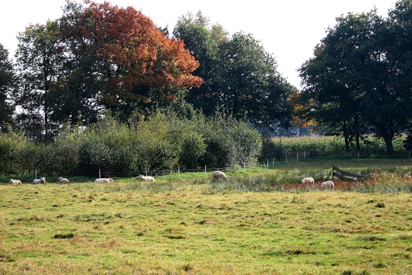 herfst,bomen,Meerle