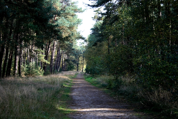 bomen,Meerle