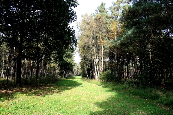 herfst,bomen,Meerle