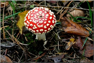 Rode paddestoel met witte stippen