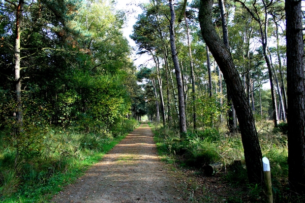 Herfst,bomen,Meerle