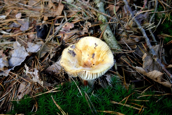 Herfst,Meerle