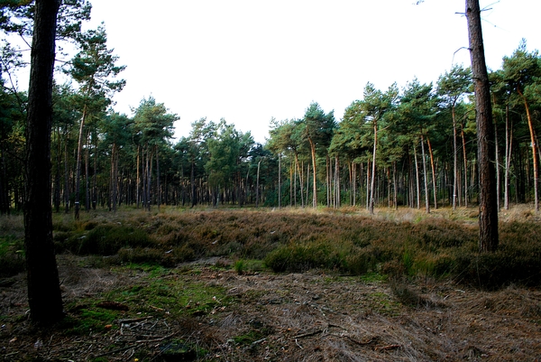 Herfst,bomen,Meerle,oktober