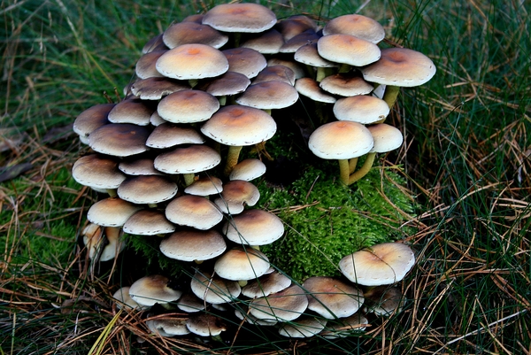 Herfst,paddestoelen,Meerle