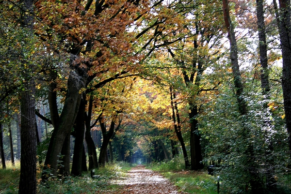 herfst,Meerle