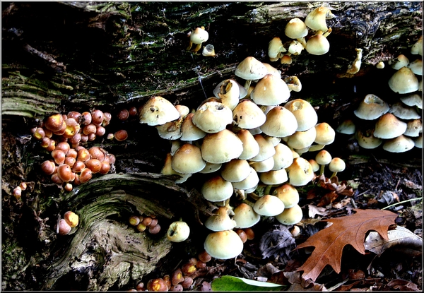 paddestoelen,Meerle