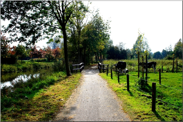 Herfst,bomen,koeien,Meersel-dreef