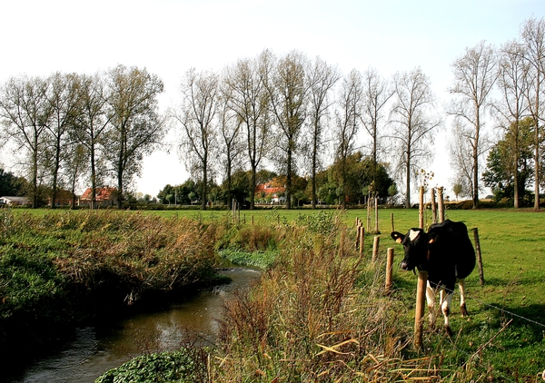 Meersel-Dreef,koeien,herfst