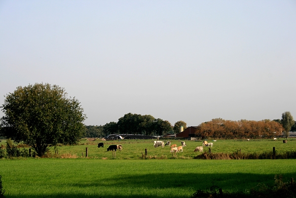 Meersel-Dreef,koeien,herfst