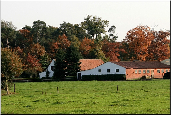 Herfst,bomen,Meerle,oktober