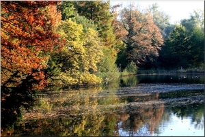 Herfst bladeren