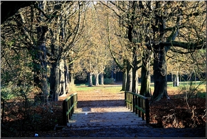 Oude bomen in de herfst