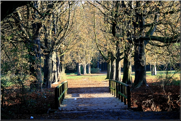 bomen,herfst,Rivierenhof,Deurne