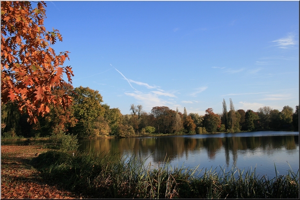 bomen,water,herfst,Rivierenhof,Deurne,oktober