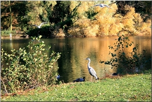 Vogels in het Rivierenhof te Deurne/Antwerpen