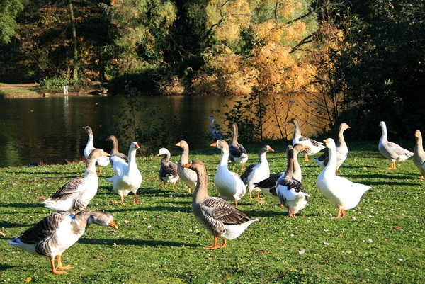 ganzen,herfst,rivierenhof,deurne