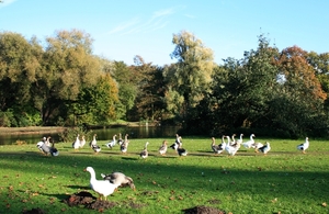 Ganzen in het Rivierenhof te Deurne/Antwerpen