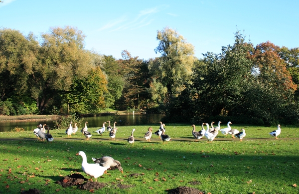 ganzen,herfst,rivierenhof,deurne