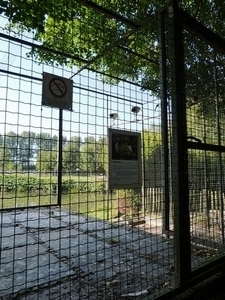62-Heilige Ibis