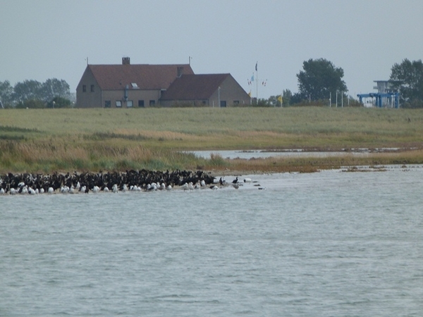 054-Natuurreservaat-De Schorre