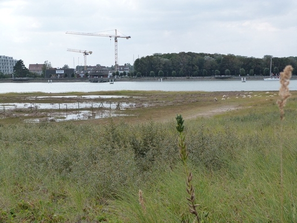 063-Grazen van Vlaams schaap