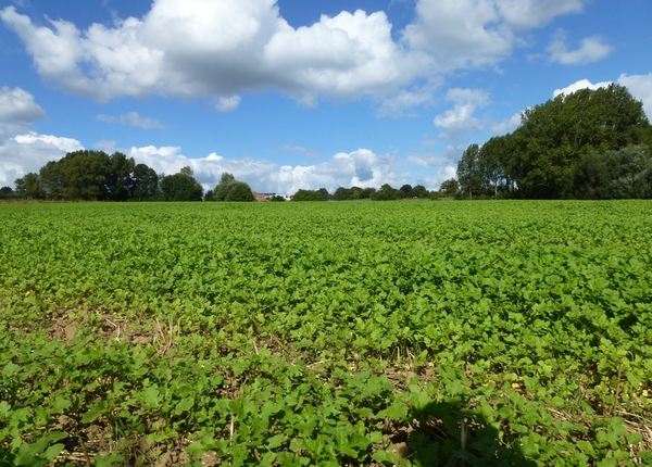 2012-09-19 Zottegem 013