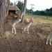 2012-09-21 Geel 003