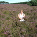 Lommelse heide