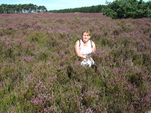 Lommelse heide