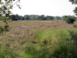 Door de heide